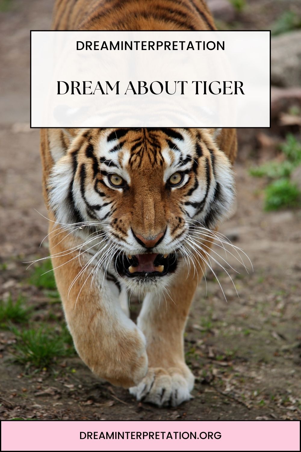 Dream About Tiger pin 1