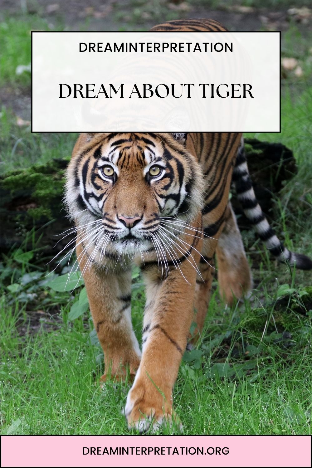Dream About Tiger pin