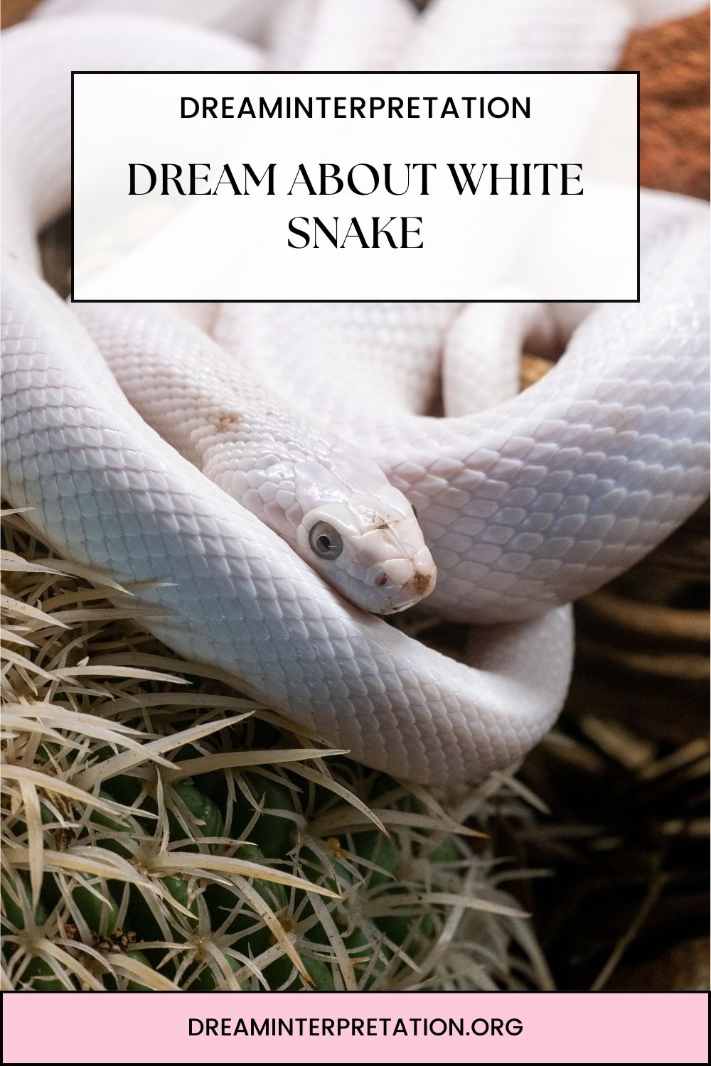 Dream About White Snake pin