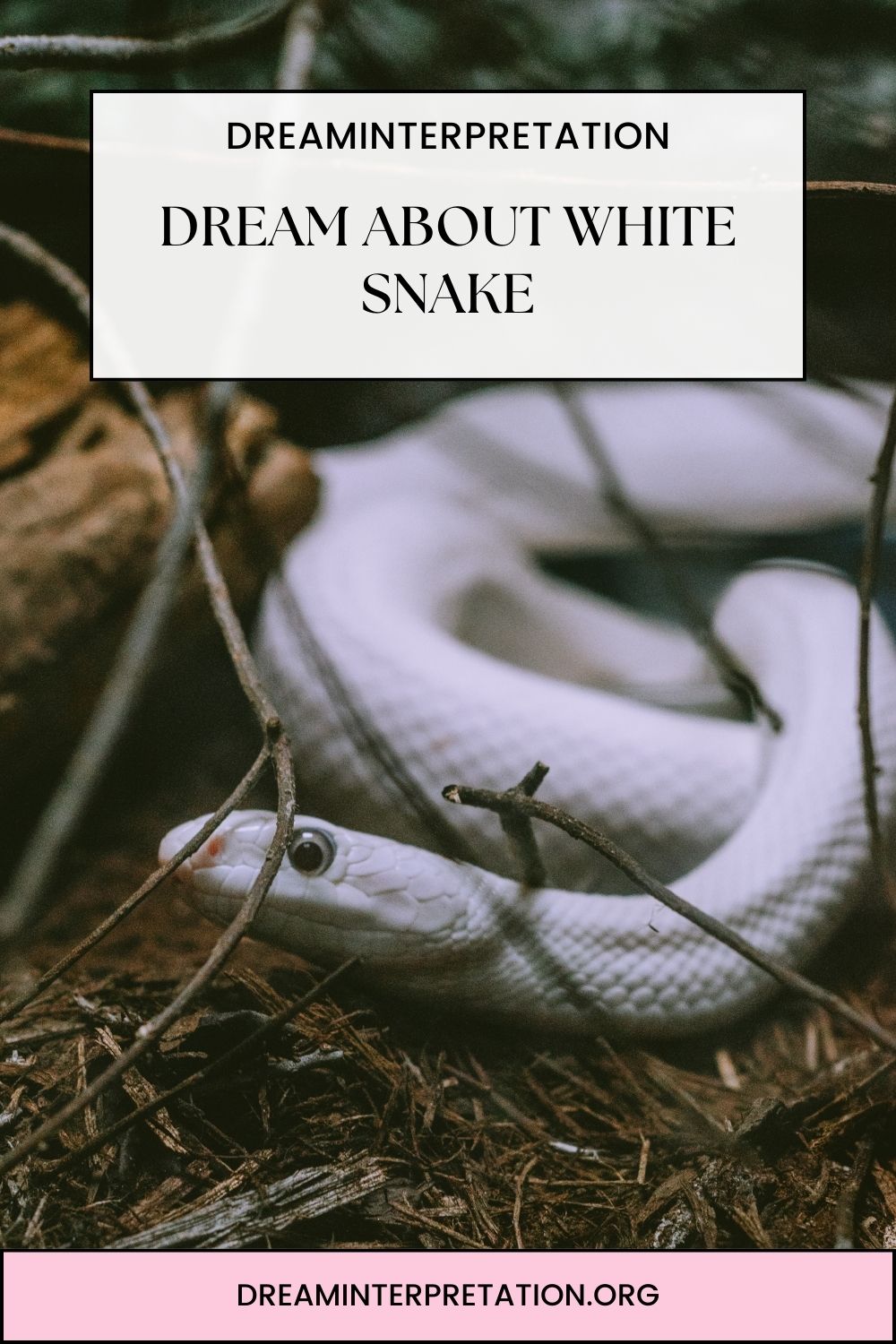 Dream About White Snake pin1