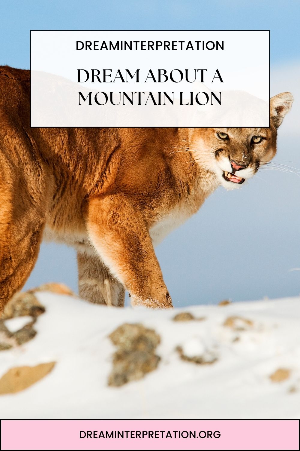 Dream About a Mountain Lion pin 1