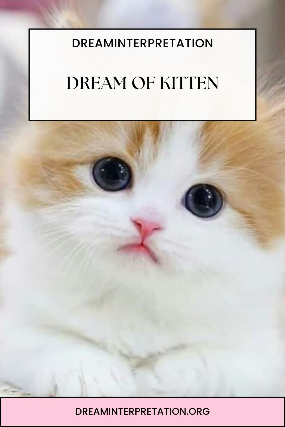 Dream Of Kitten pin 1