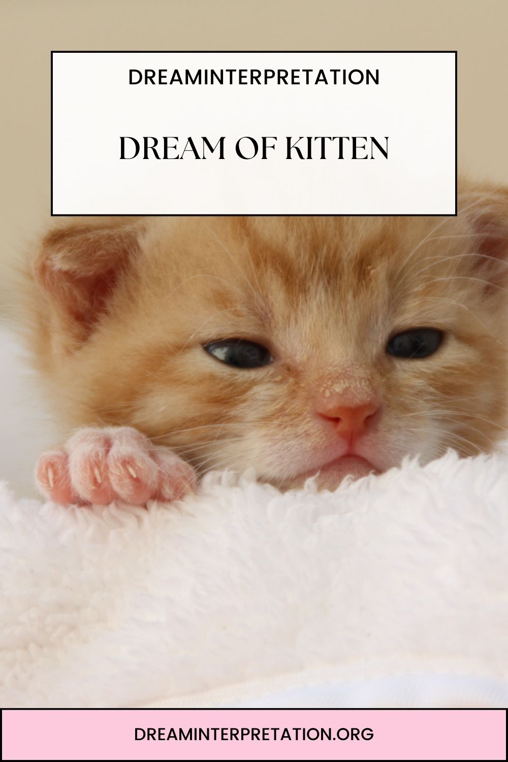 Dream Of Kitten pin 2