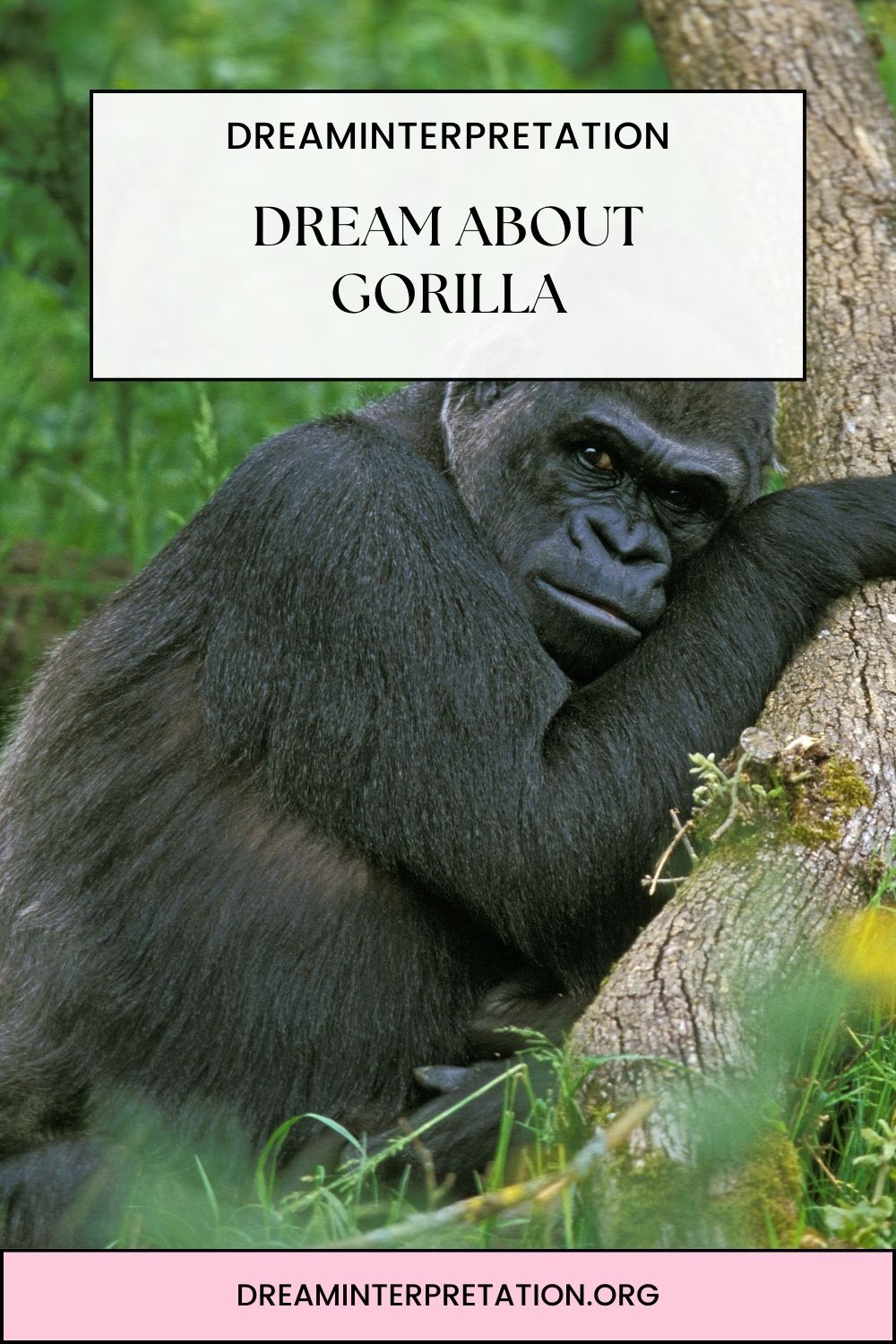 Dream about Gorilla pin 2