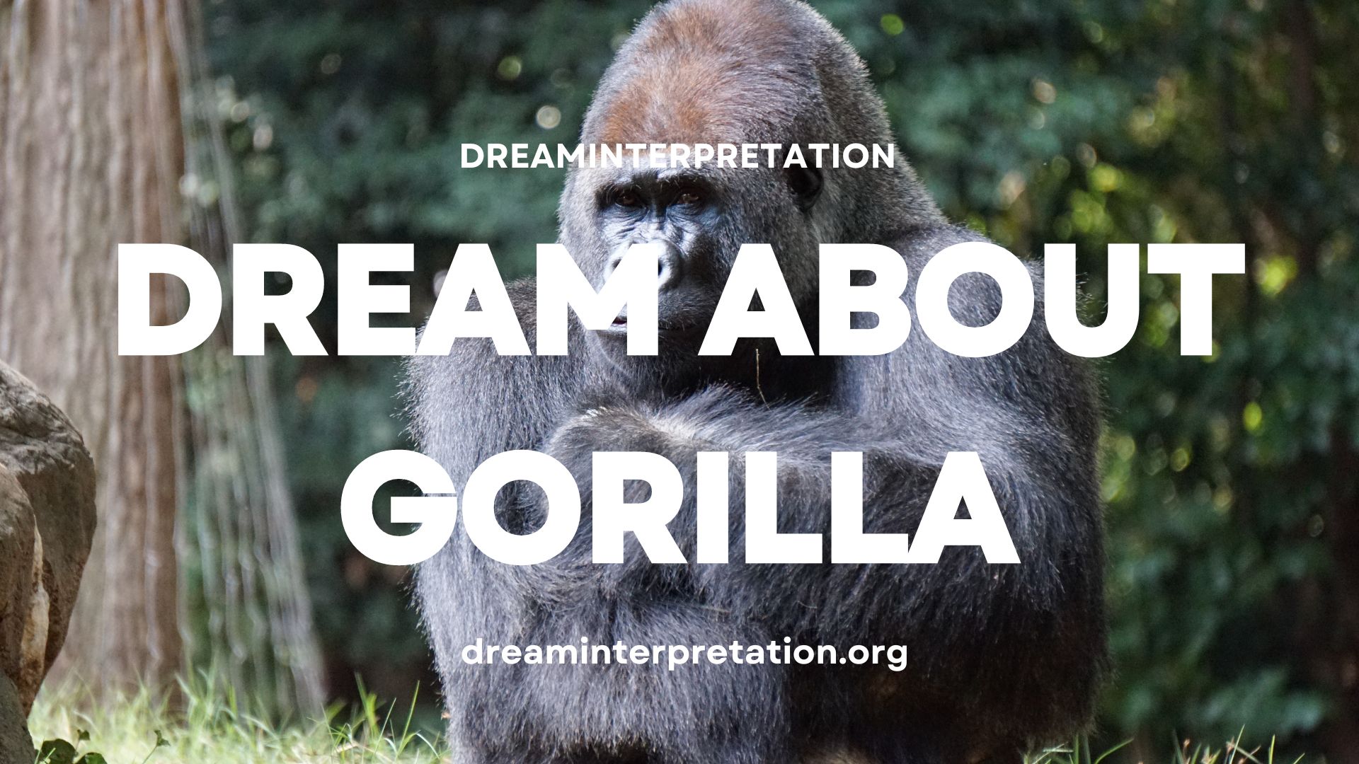 Dream about Gorilla