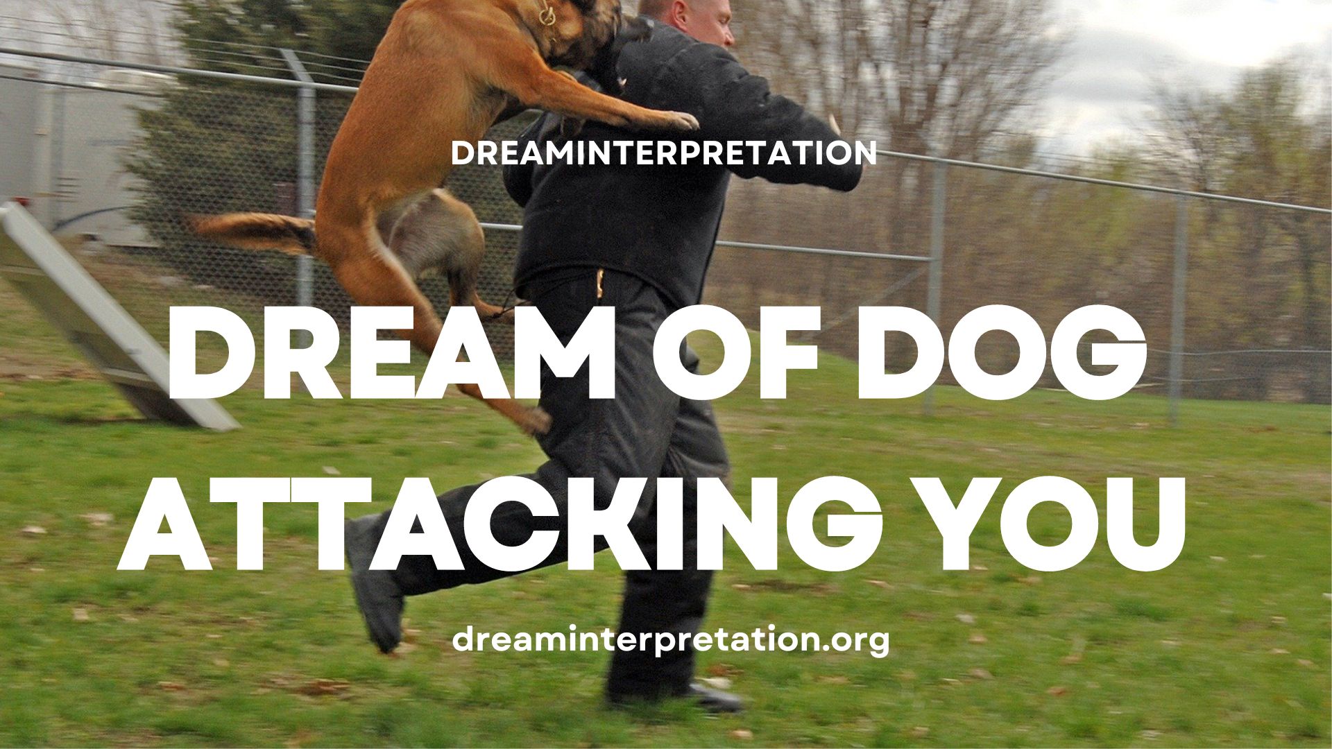 Dream of Dog Attacking You (Interpretation & Spiritual Meaning)