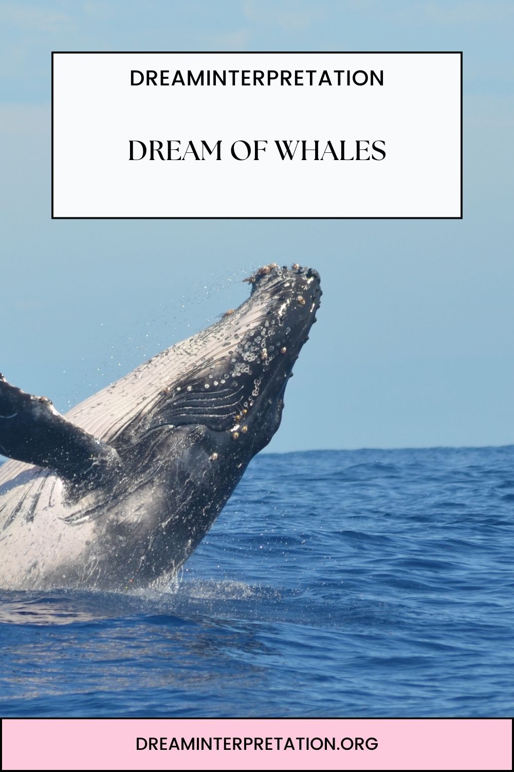 Dream of Whales pin 1