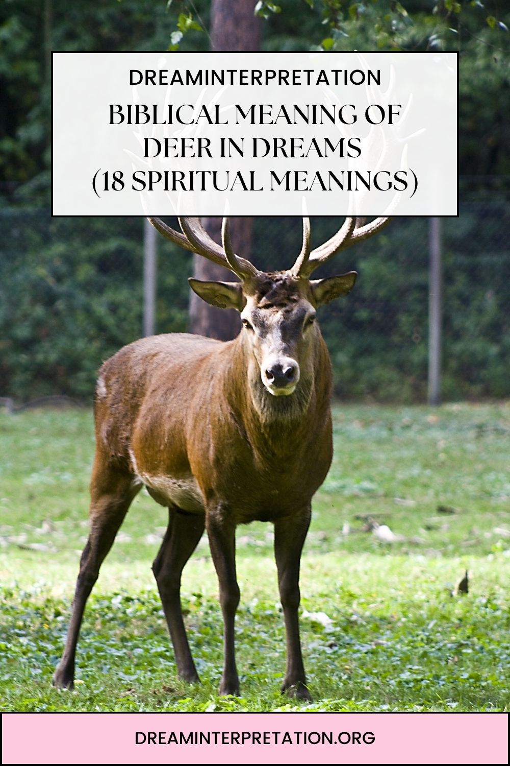 Biblical Meaning Of Deer In Dreams (18 Spiritual Meanings) pin 1