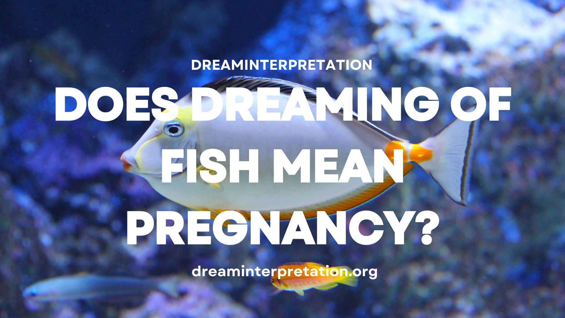 Does Dreaming Of Fish Mean Pregnancy? (Interpretation & Spiritual Meaning)