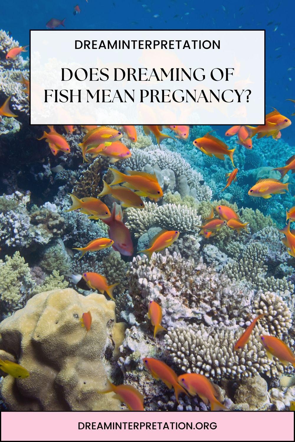 Does Dreaming Of Fish Mean Pregnancy pin 1