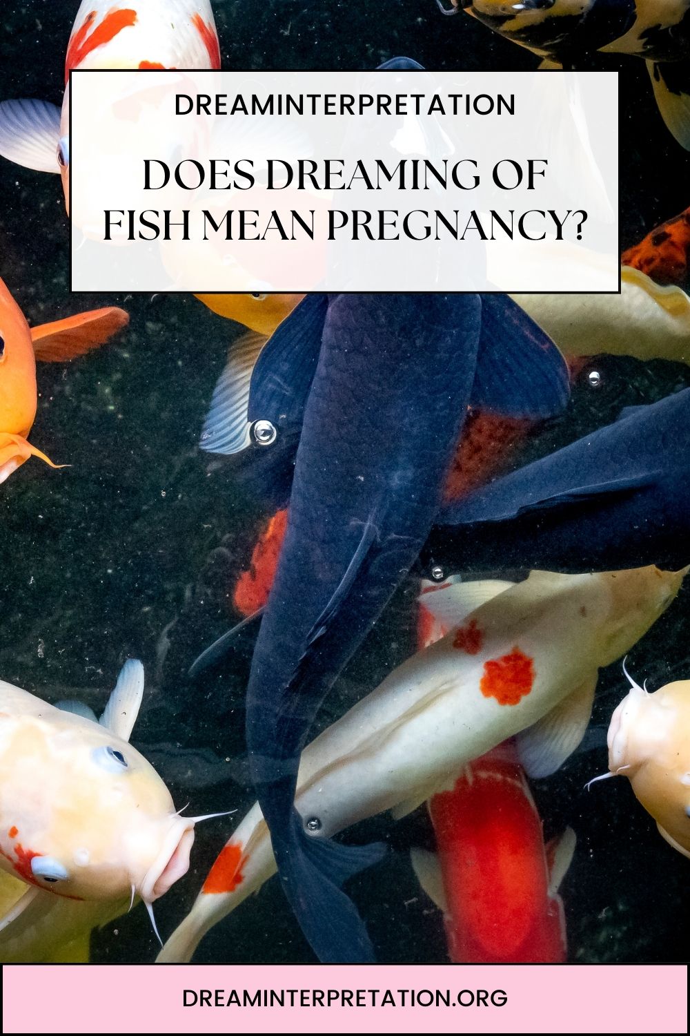 Does Dreaming Of Fish Mean Pregnancy pin 2