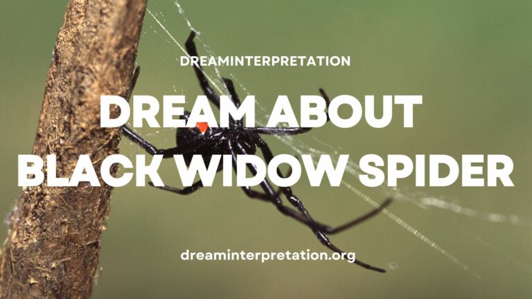 Dream About Black Widow Spider (Interpretation & Spiritual Meaning)