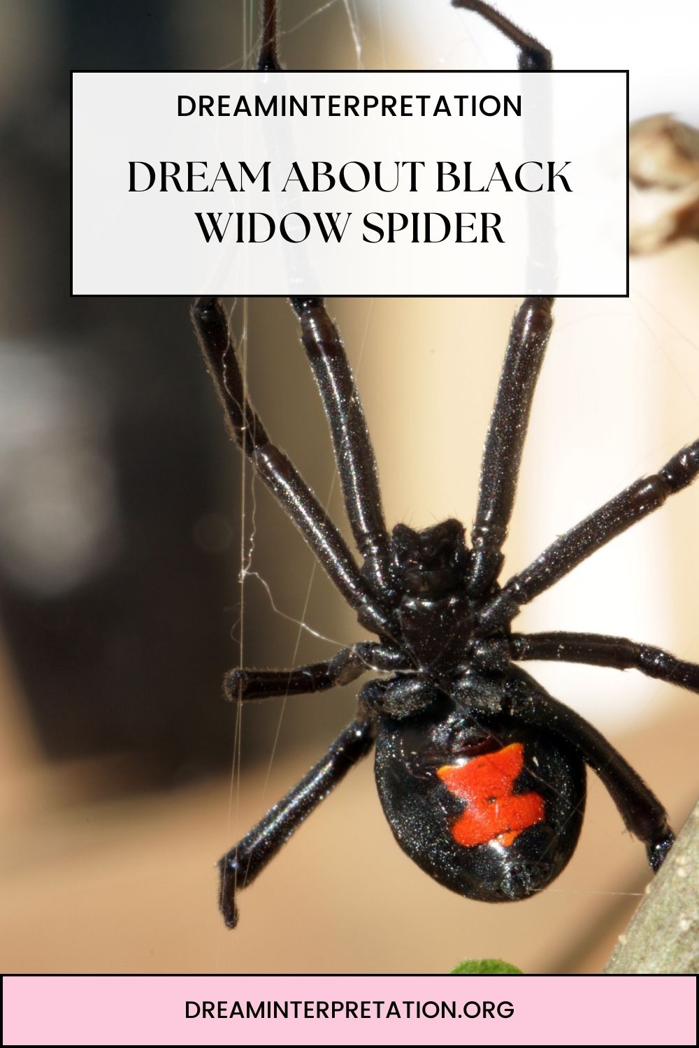Dream About Black Widow Spider pin 1
