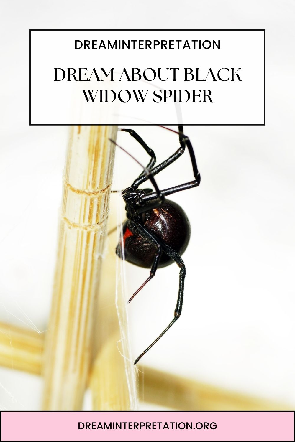 Dream About Black Widow Spider pin 2