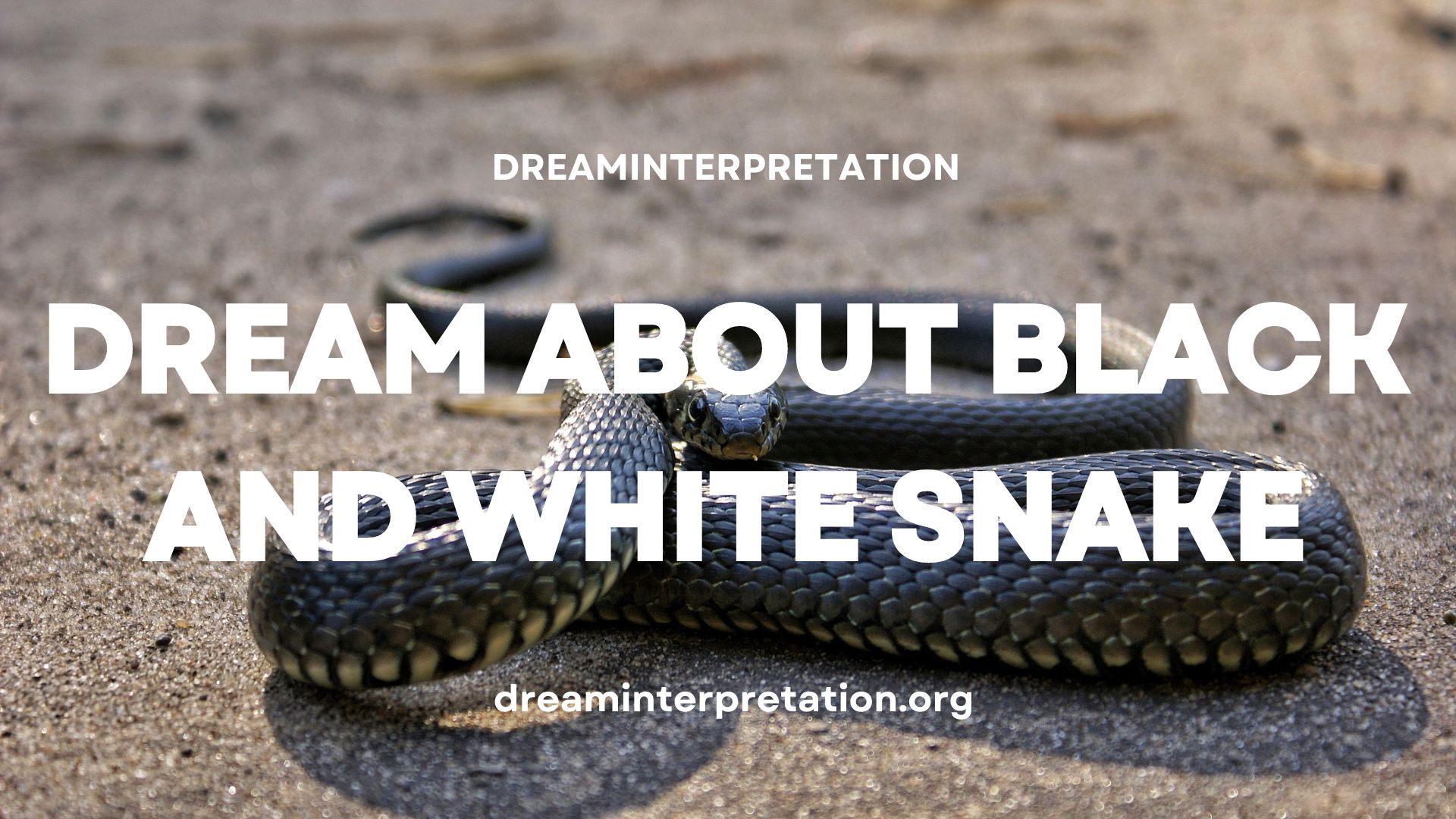Dream About Black and White Snake