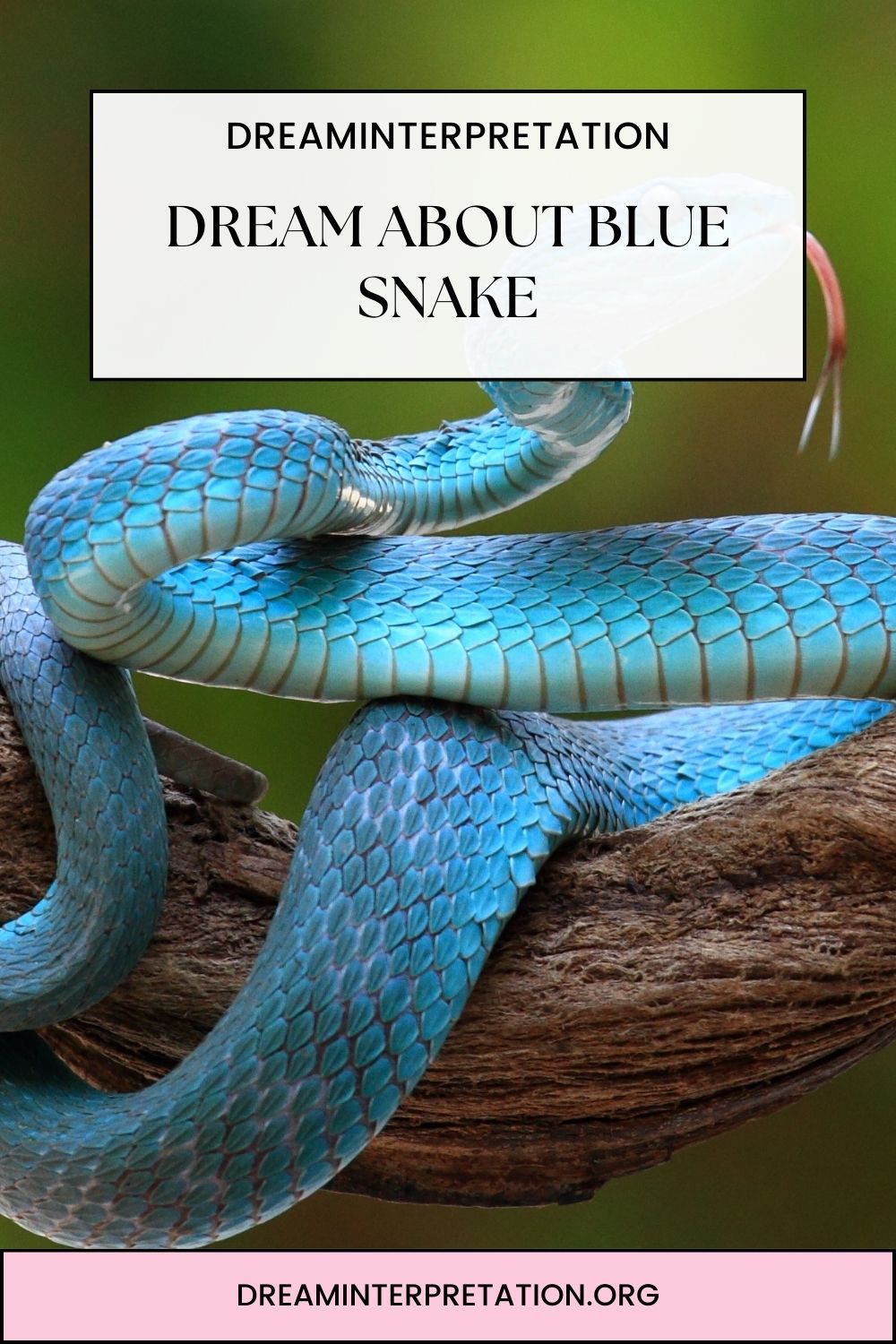 Dream About Blue Snake pin2