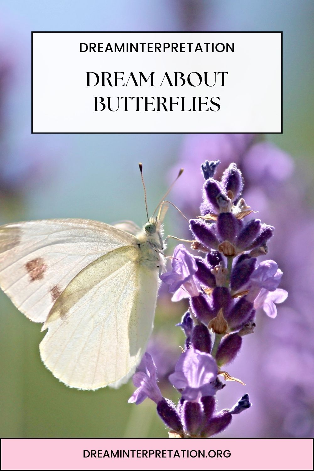 Dream About Butterflies pin1