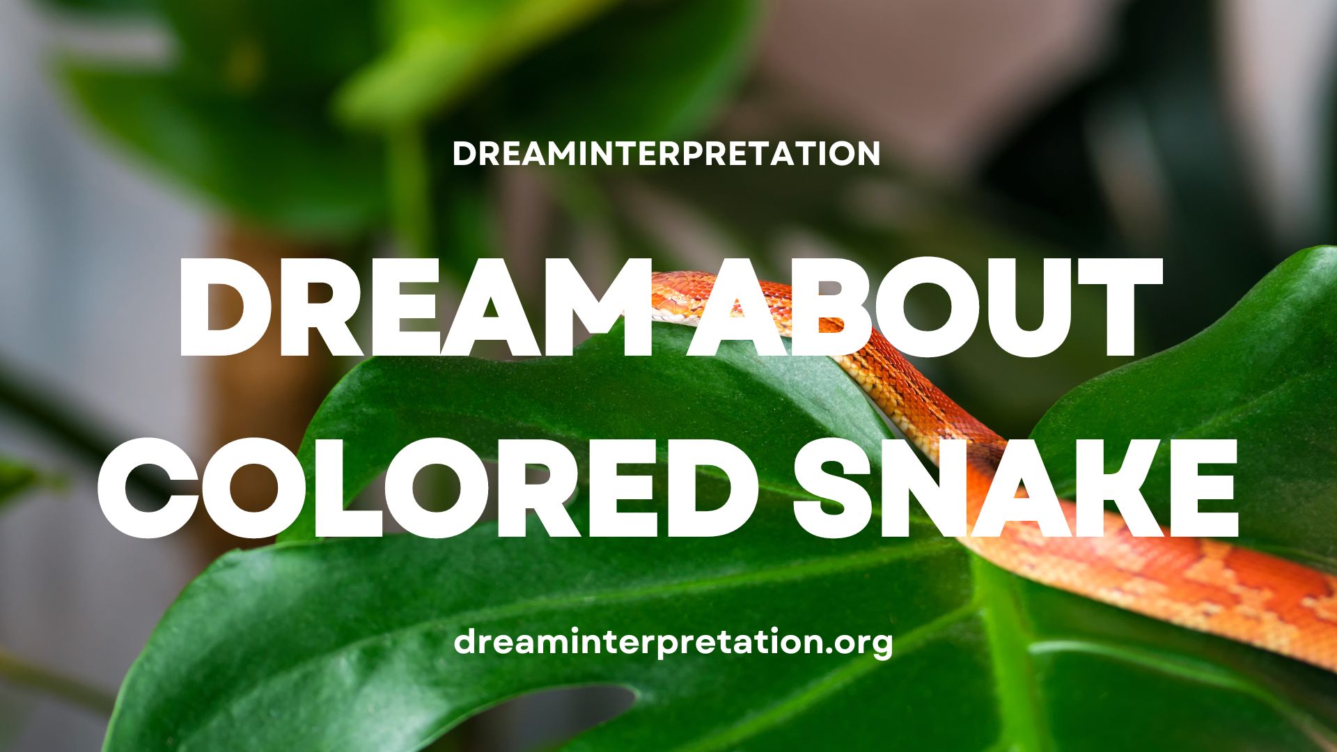 Dream About Colored Snake