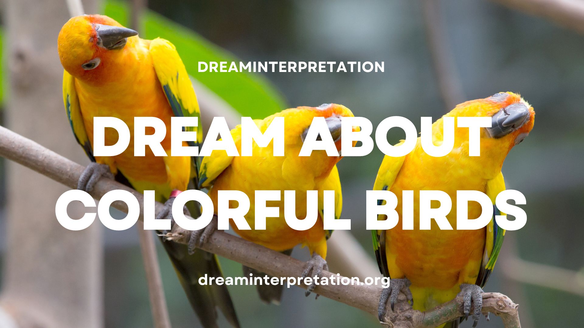Dream About Colorful Birds