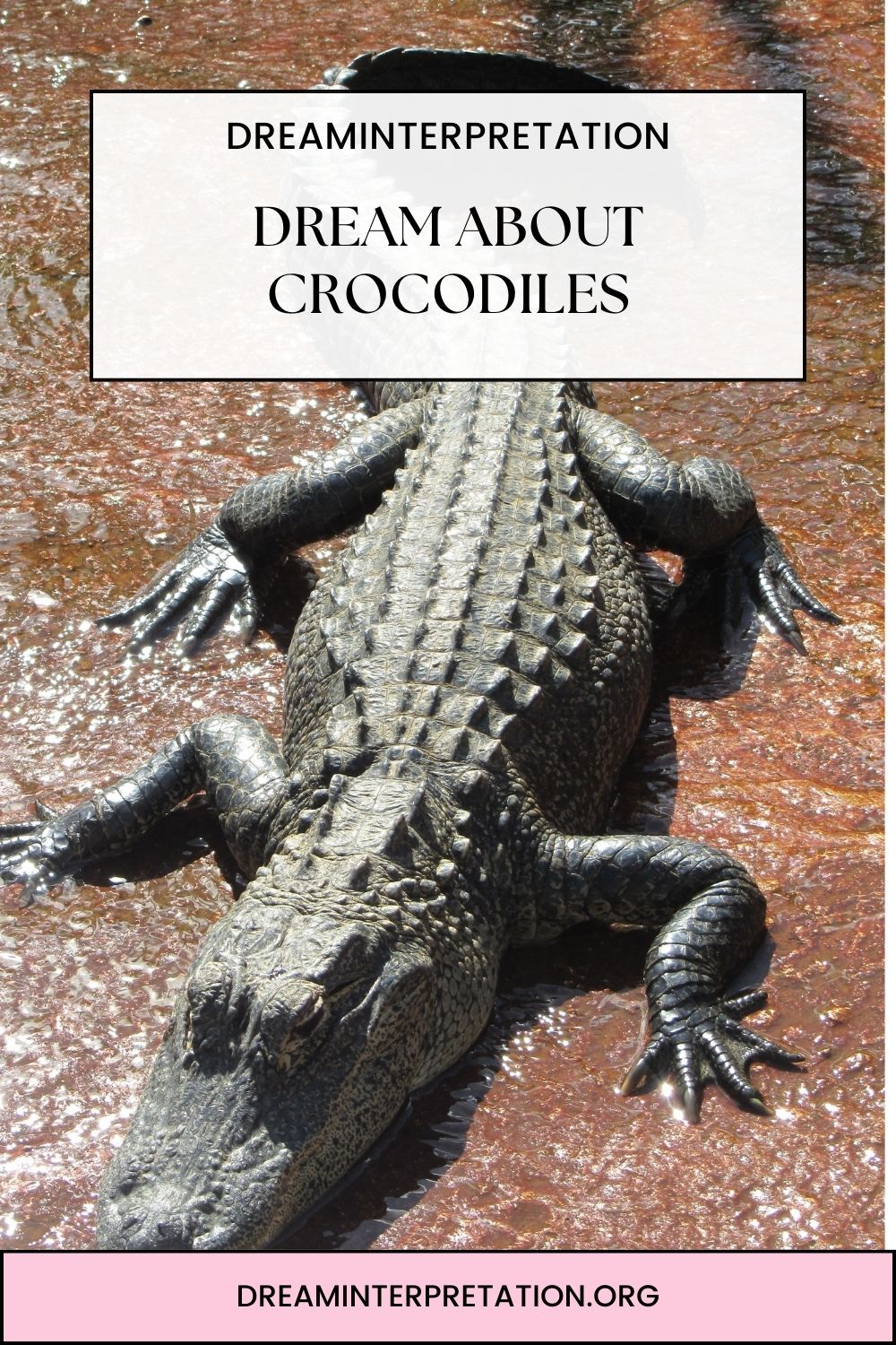 Dream About Crocodiles pin2
