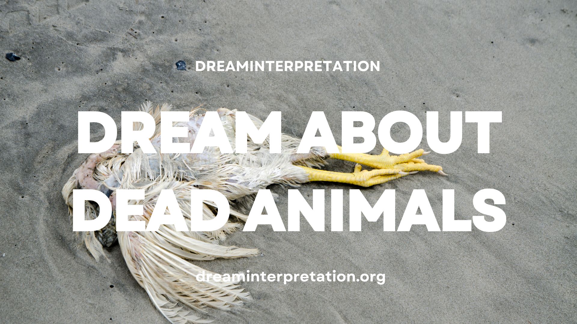 Dream About Dead Animals