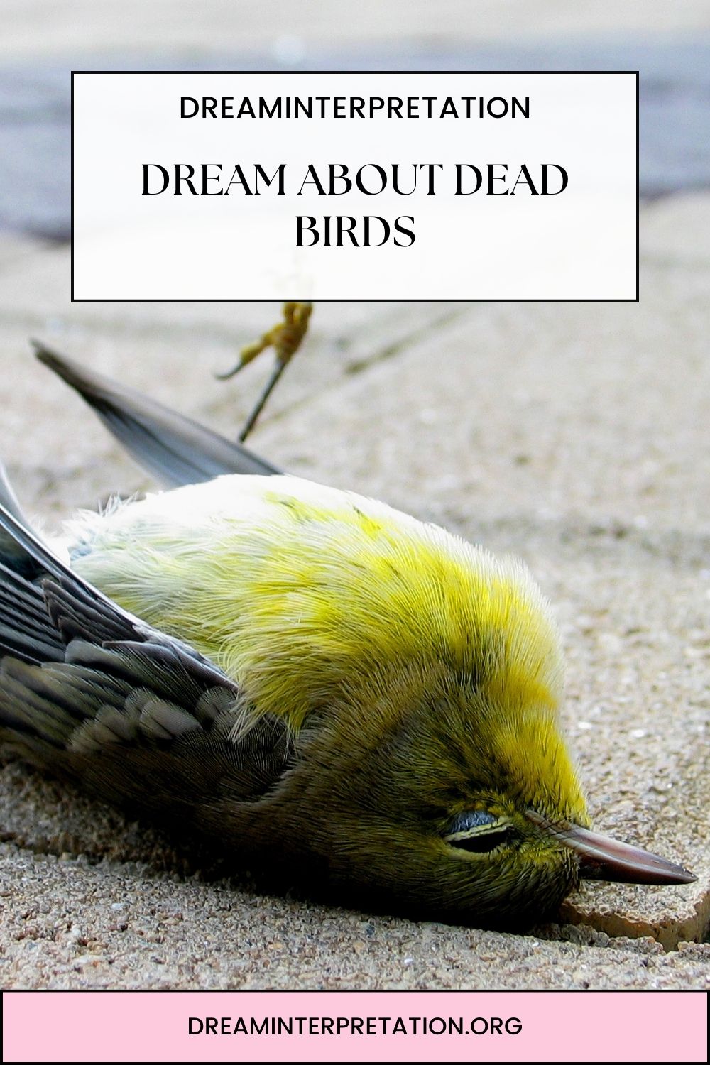 Dream About Dead Birds pin 1
