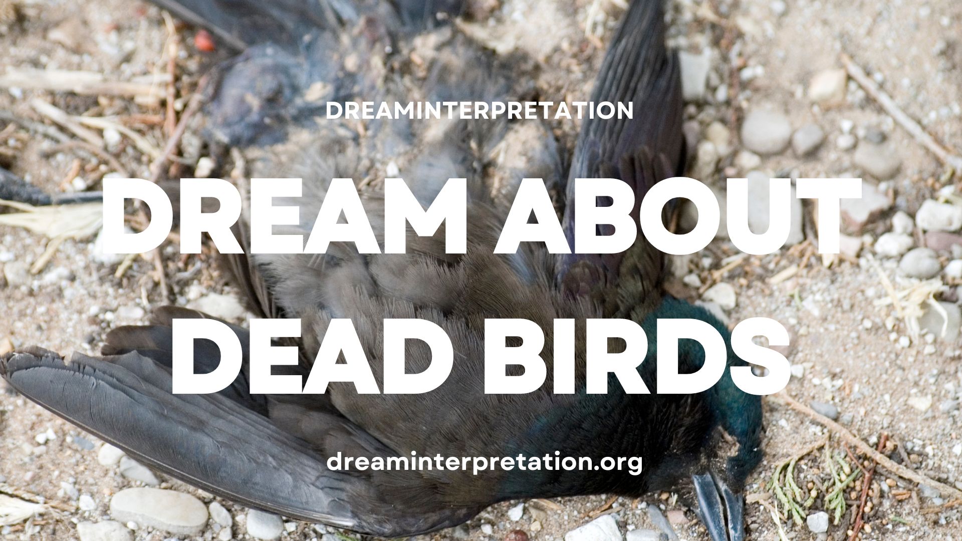 Dream About Dead Birds