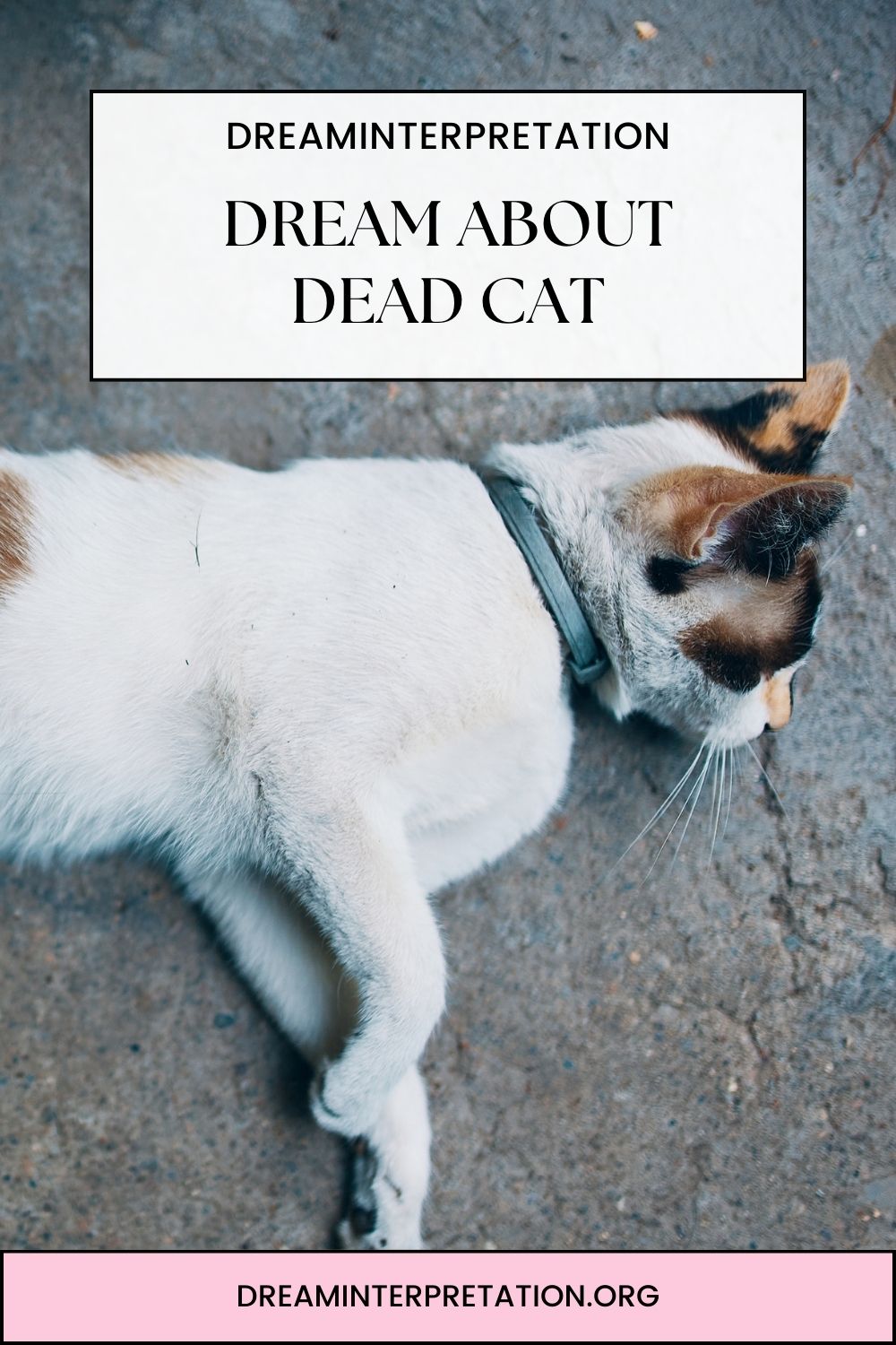 Dream About Dead Cat pin2