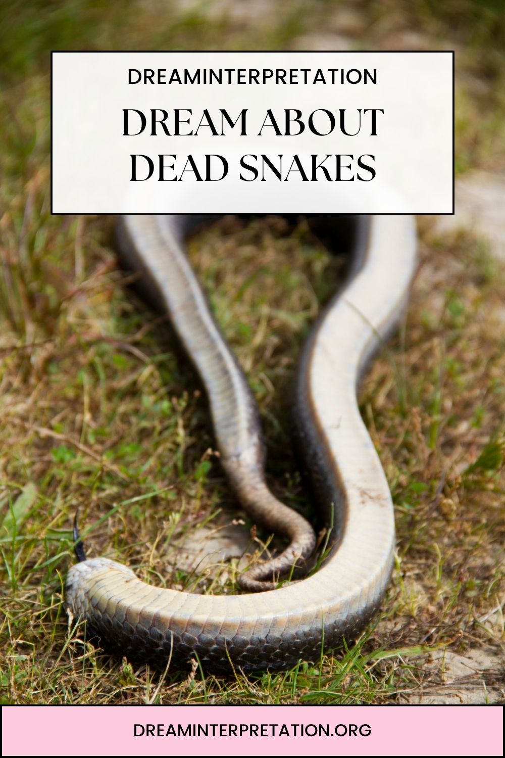Dream About Dead Snakes pin1