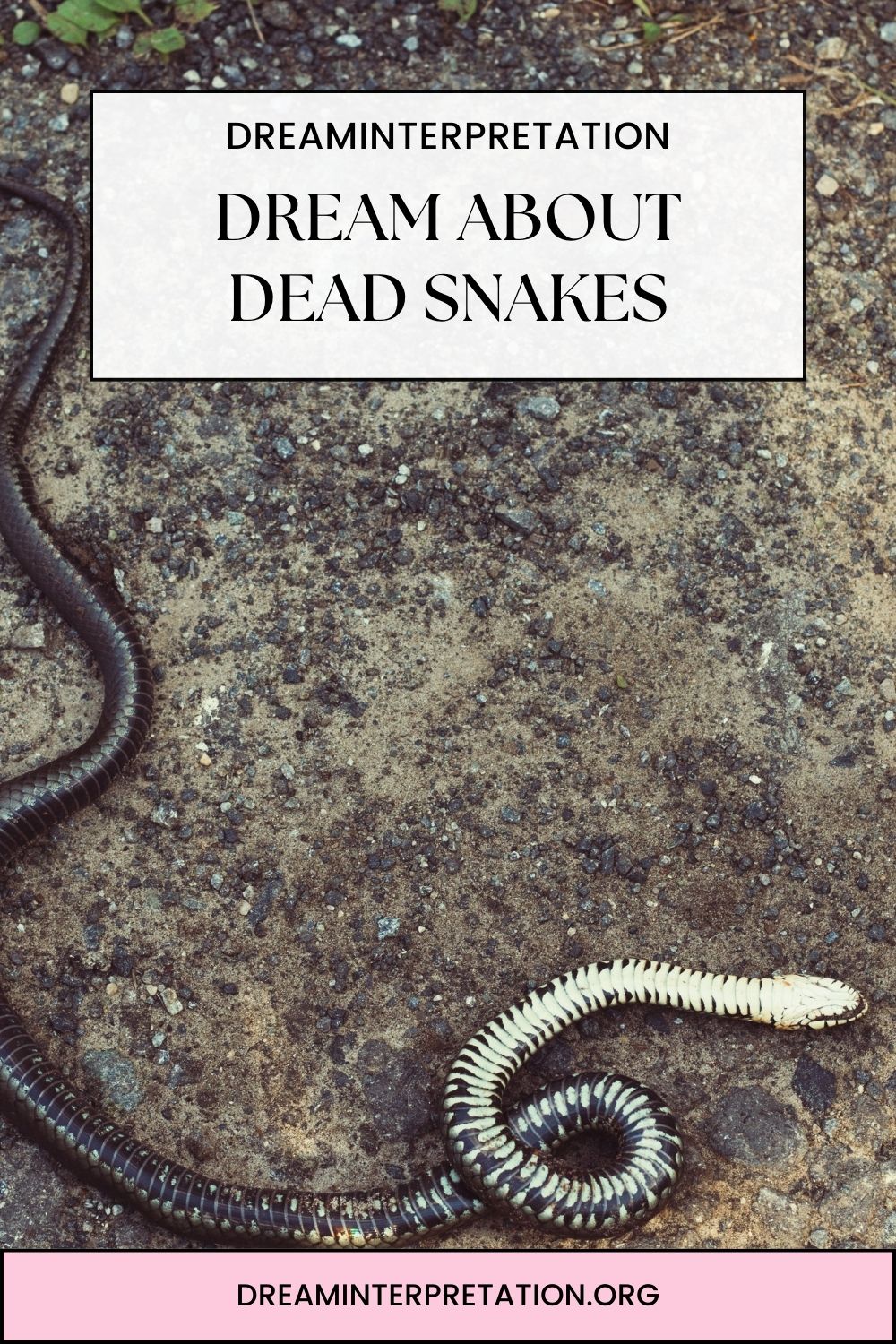 Dream About Dead Snakes pin2