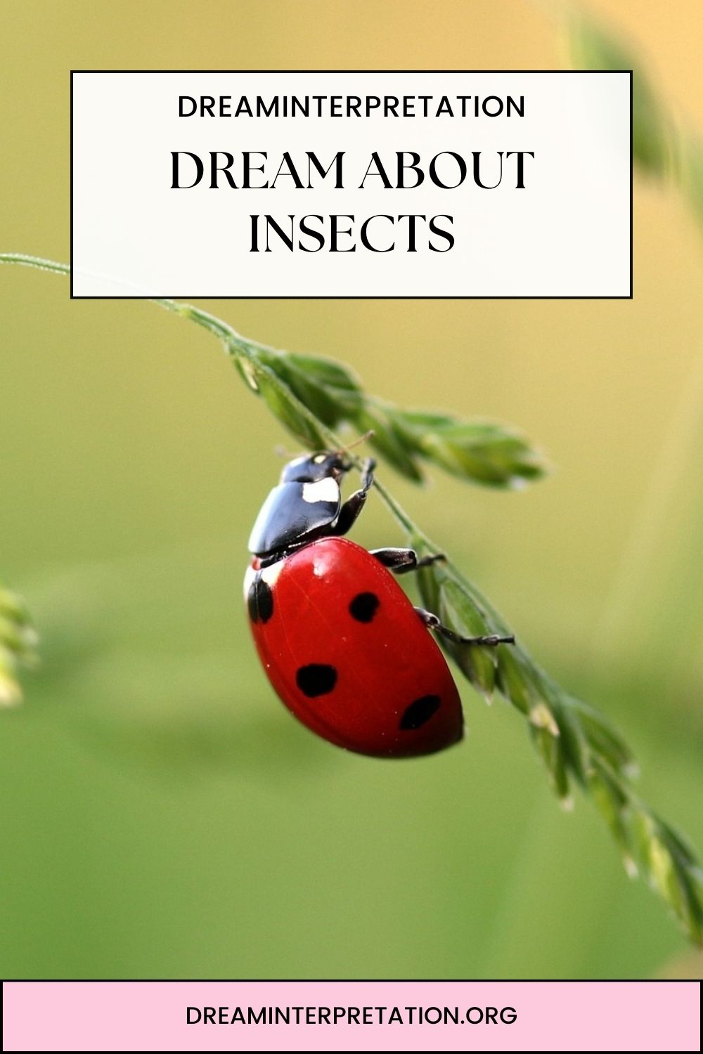 Dream About Insects pin2