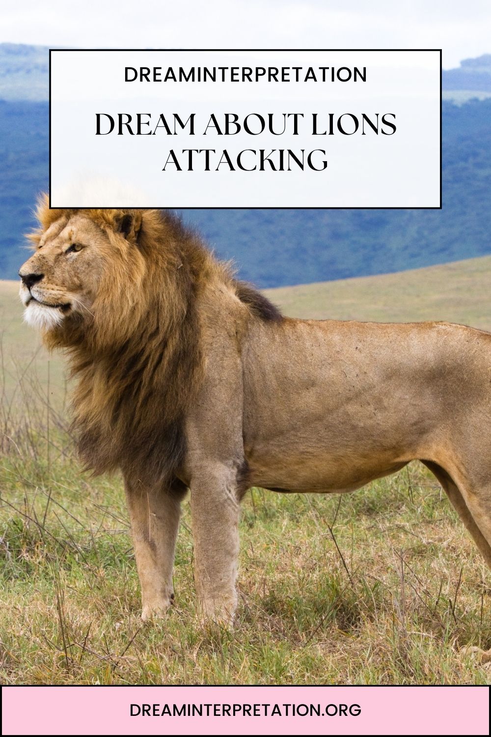 Dream About Lions Attacking pin 2