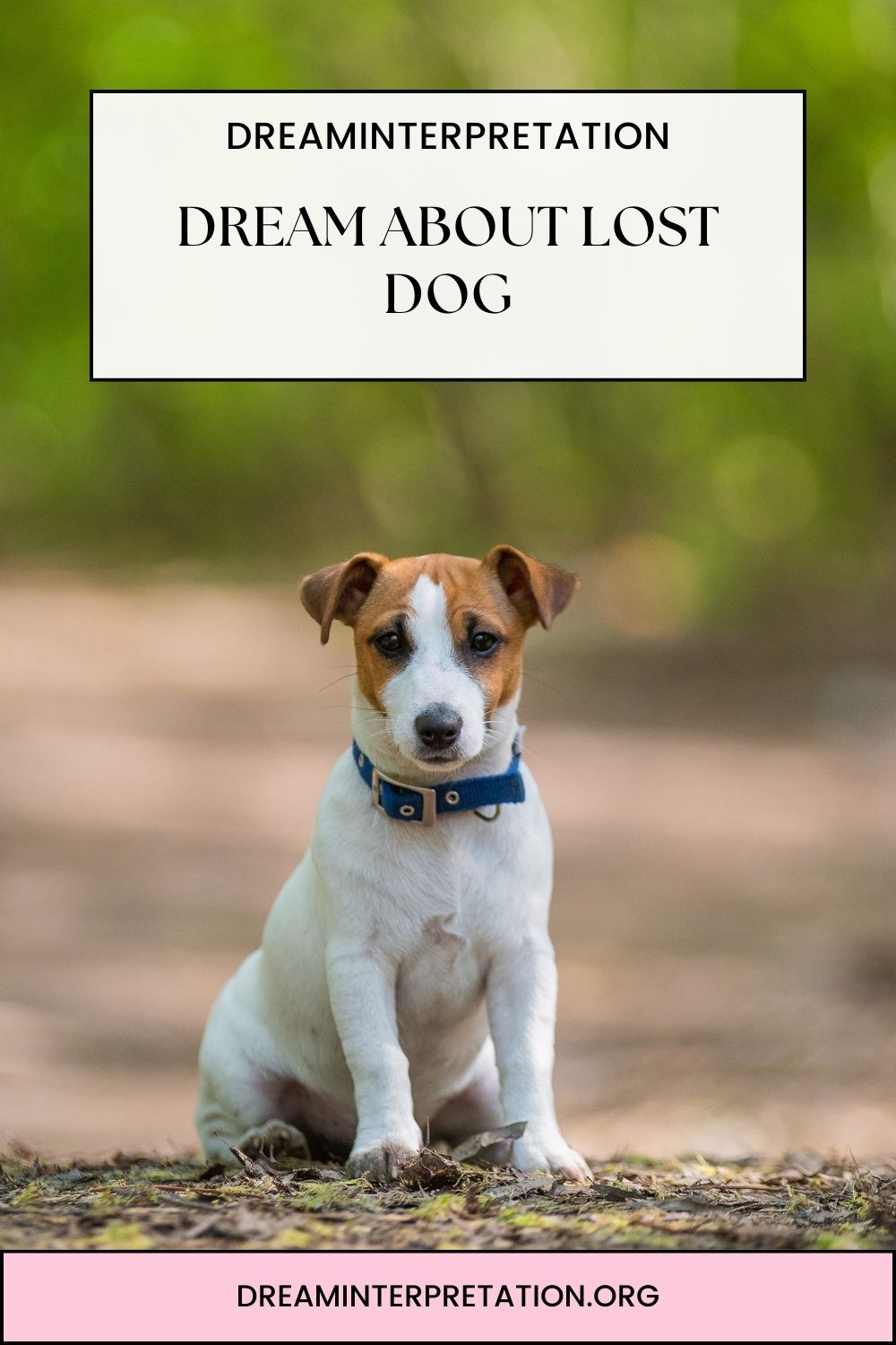 Dream About Lost Dog pin1