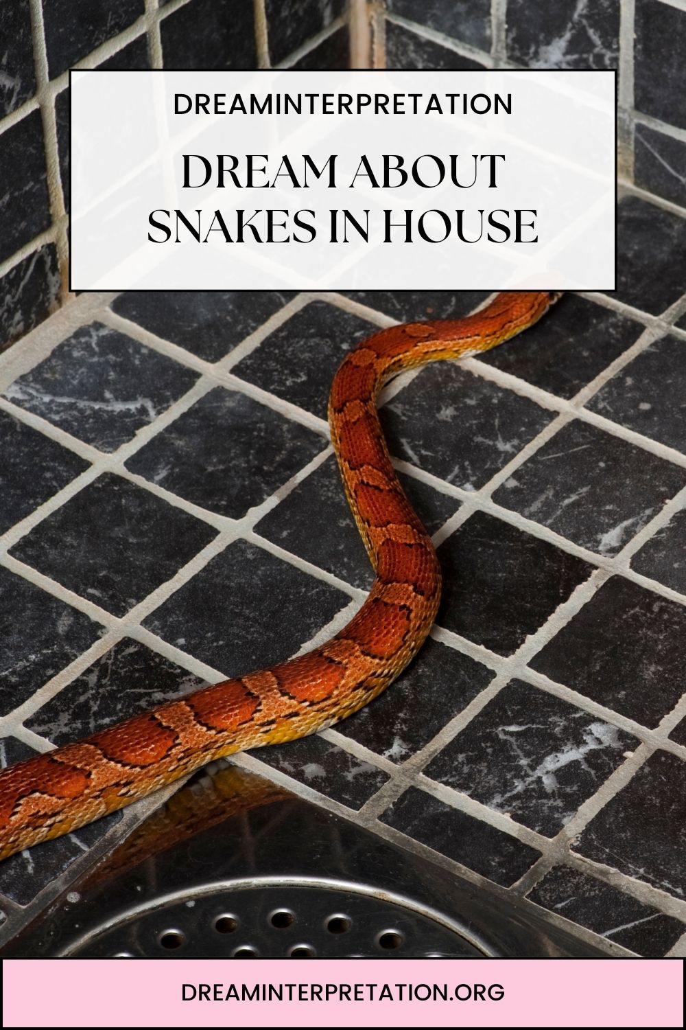 Dream About Snakes In House pin1