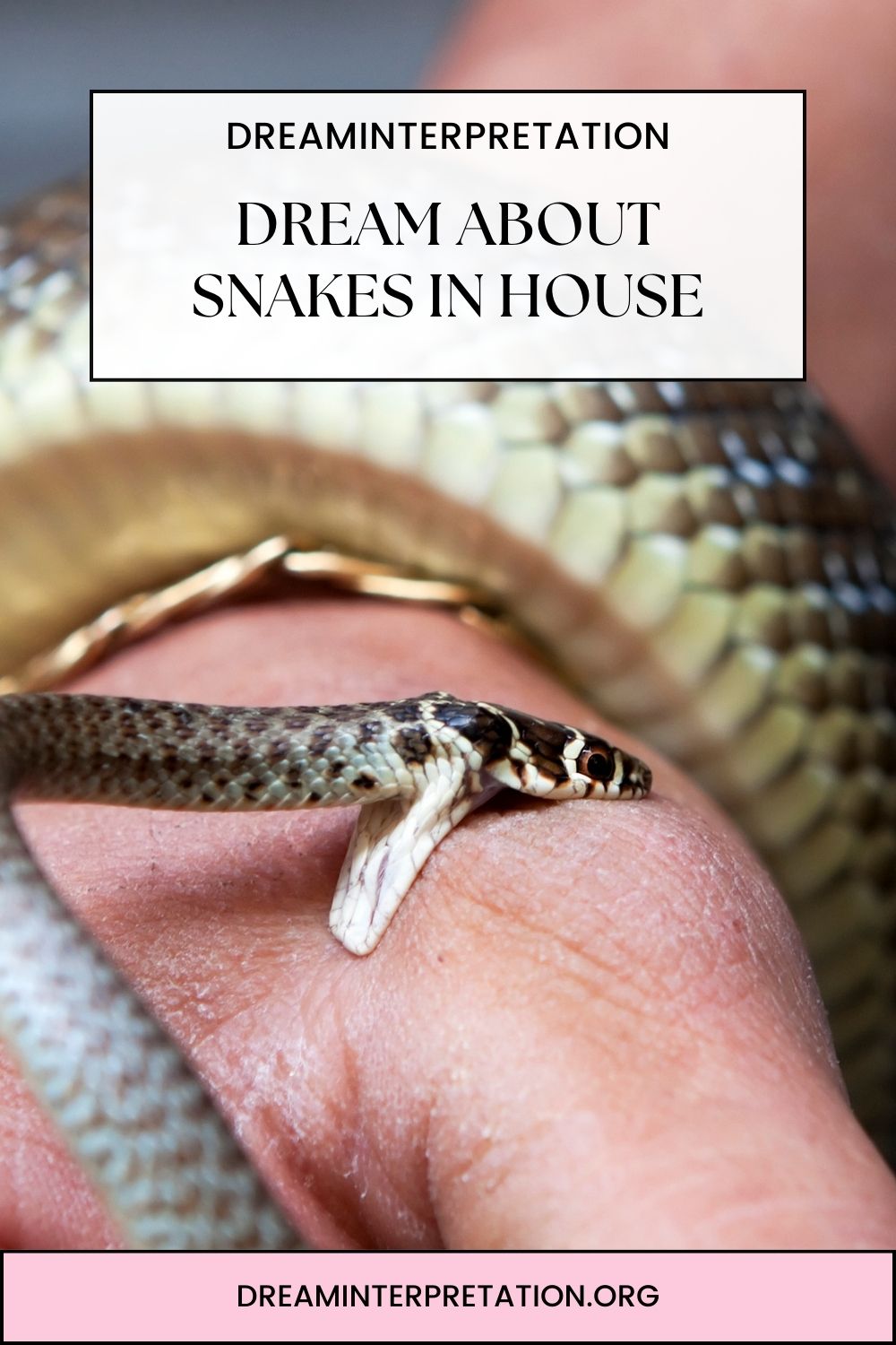 Dream About Snakes In House pin2