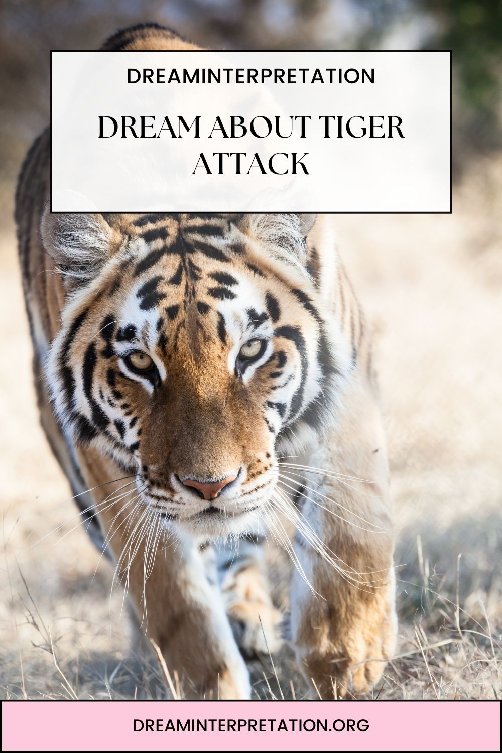 Dream About Tiger Attack pin 1