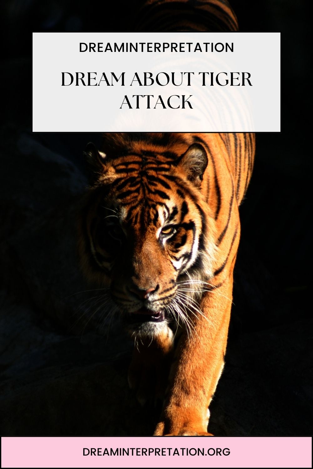 Dream About Tiger Attack pin 2
