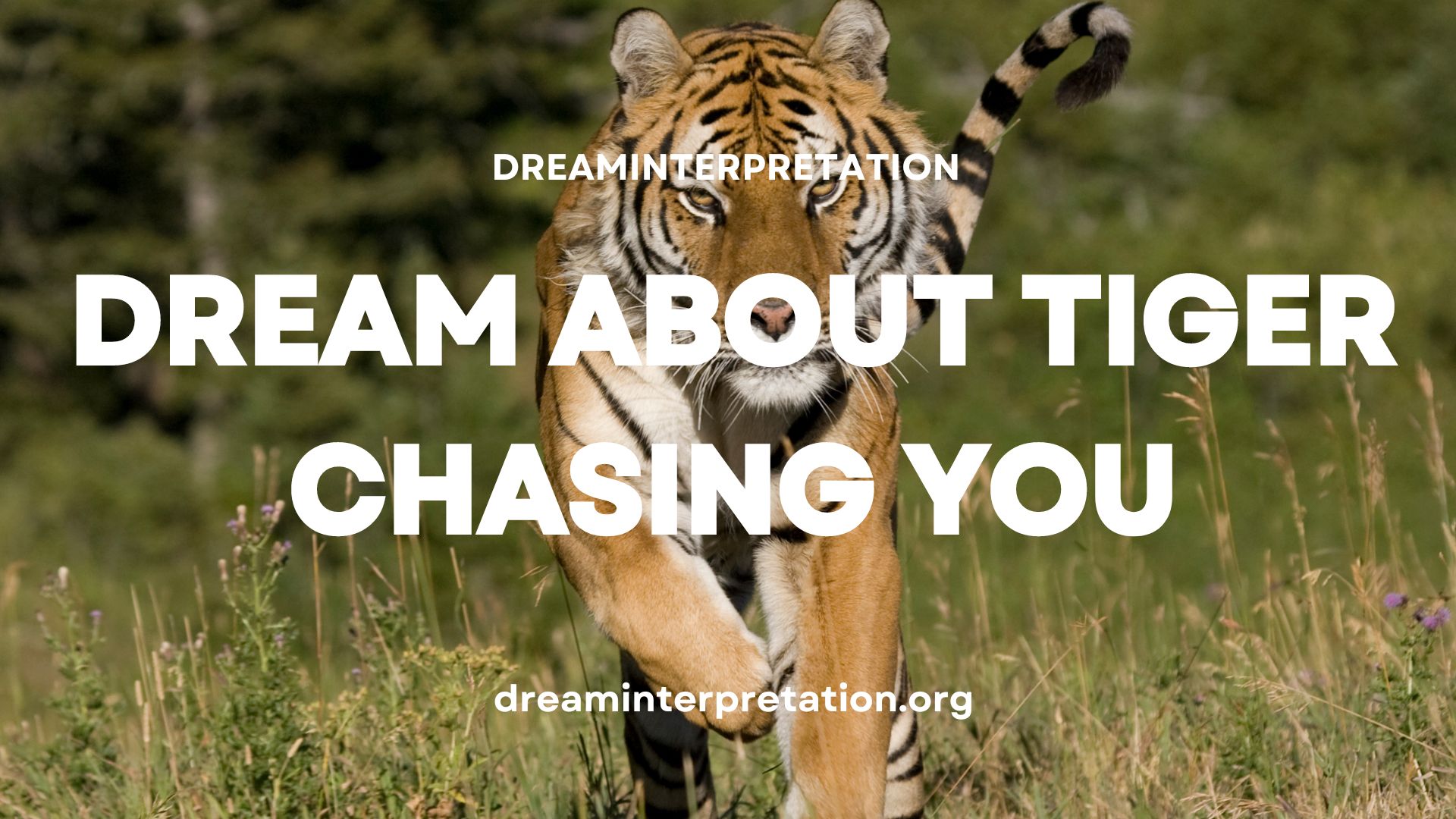 Dream About Tiger Chasing You (Interpretation & Spiritual Meaning)
