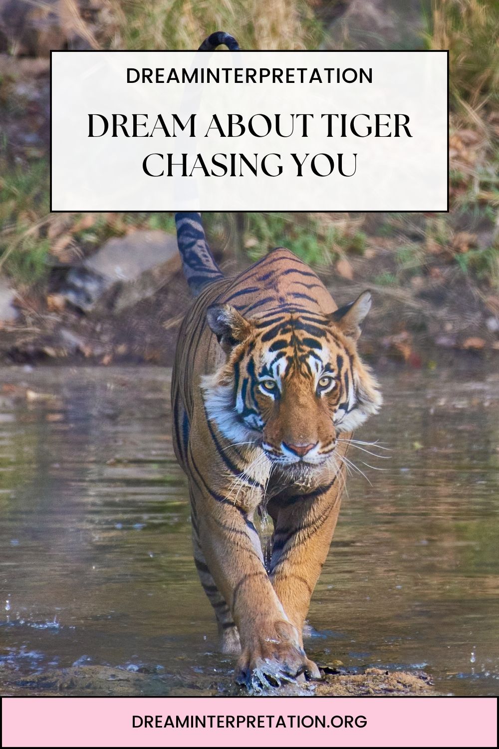 Dream About Tiger Chasing You pin 1