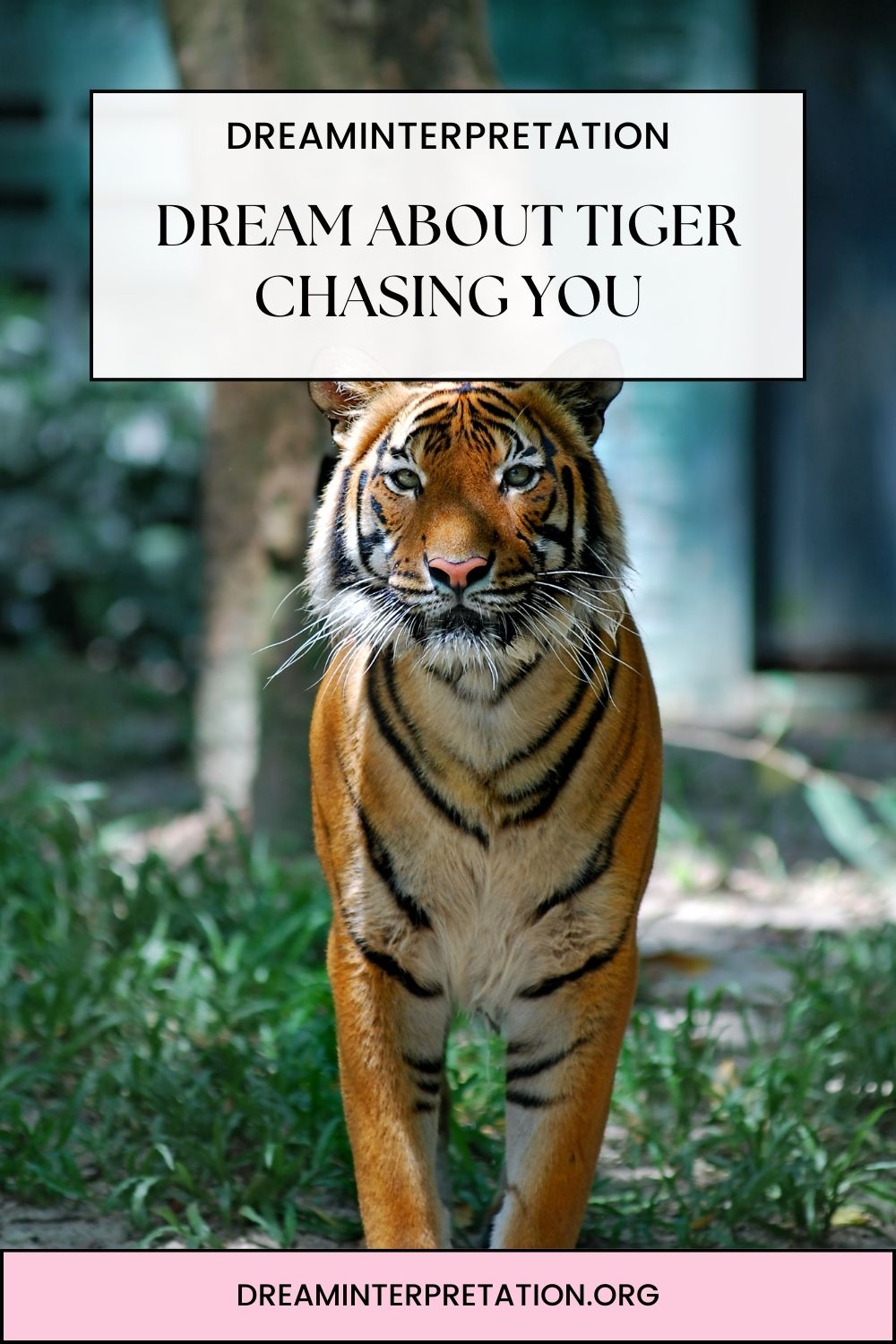 Dream About Tiger Chasing You pin 2