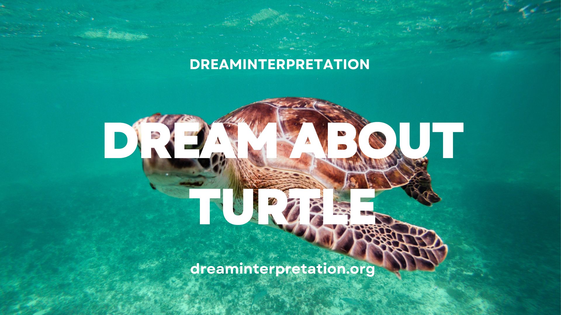 Dream About Turtle (Interpretation & Spiritual Meaning)