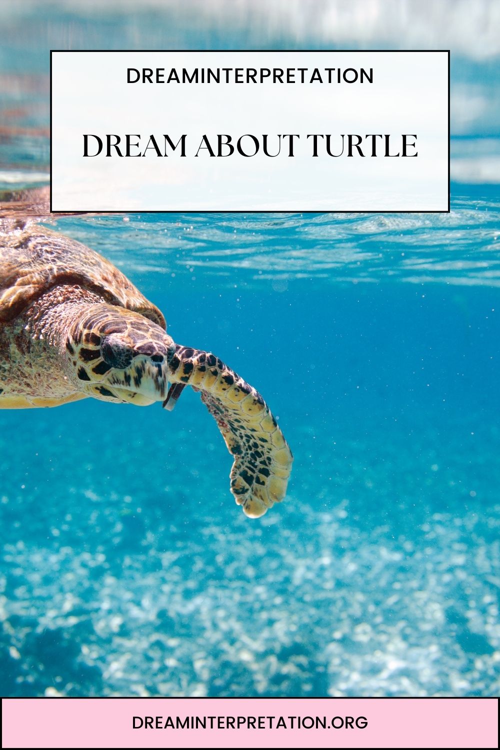 Dream About Turtle pin 1