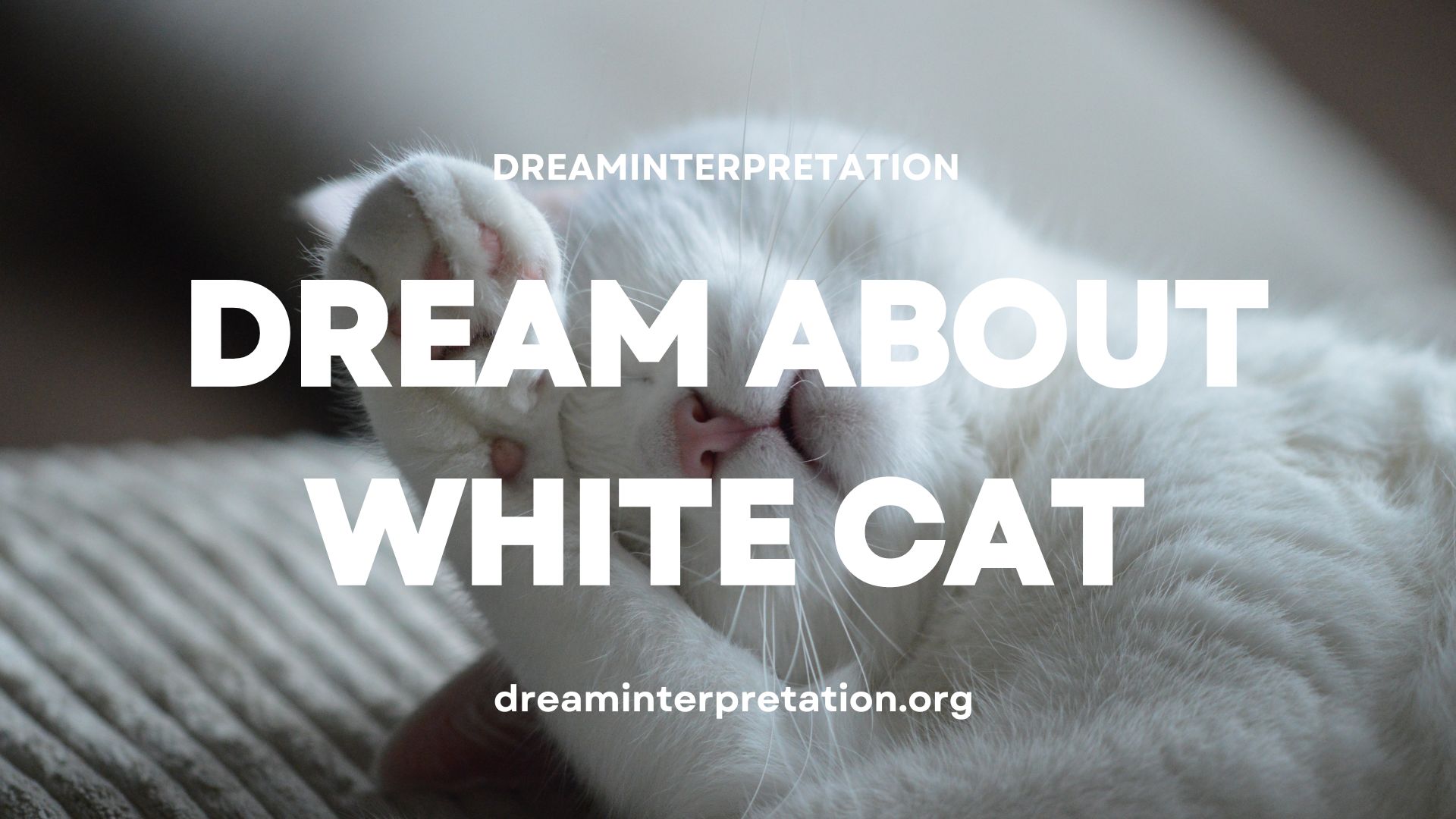 Dream About White Cat