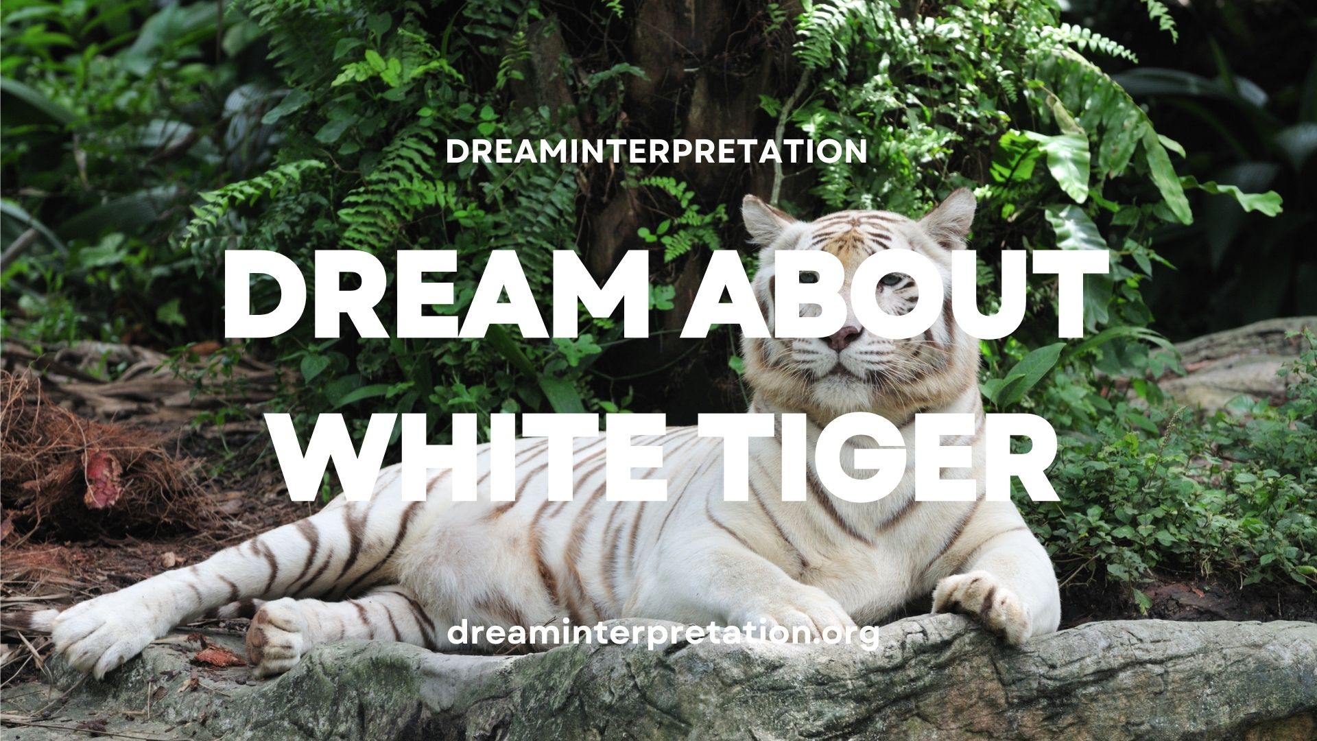 Dream About White Tiger (Interpretation & Spiritual Meaning)