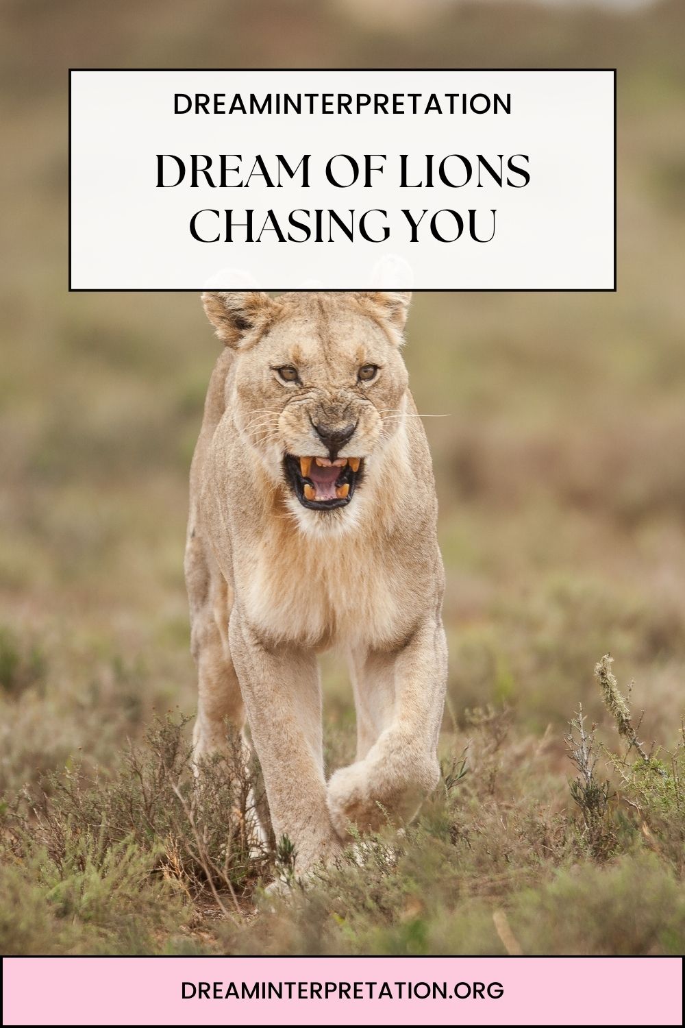 Dream Of Lions Chasing You pin1