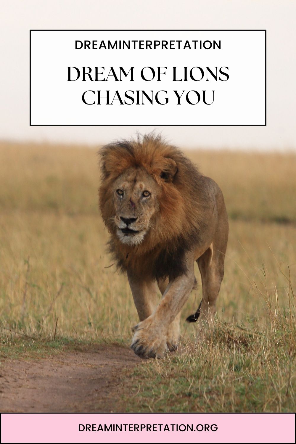 Dream Of Lions Chasing You pin2