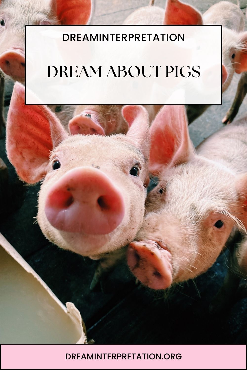 Dream about Pigs pin 1