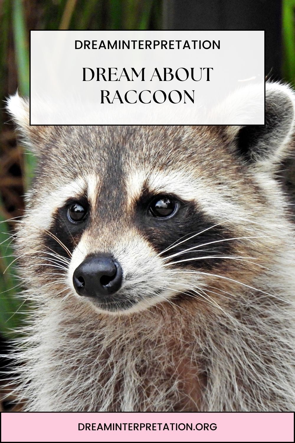 Dream about Raccoon pin 1