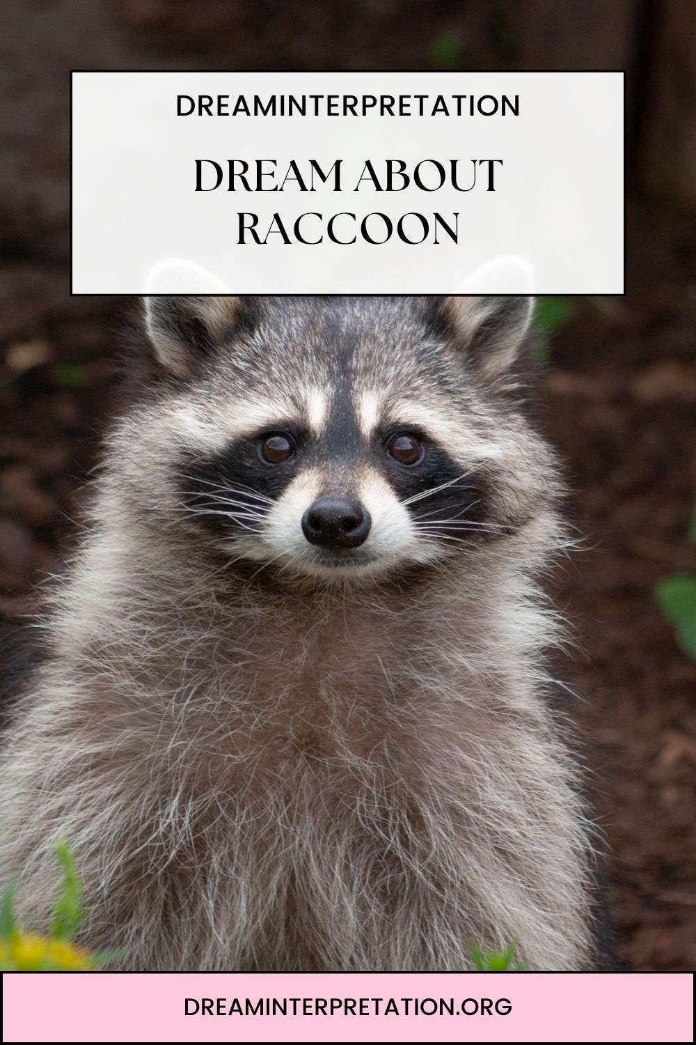Dream about Raccoon pin 2