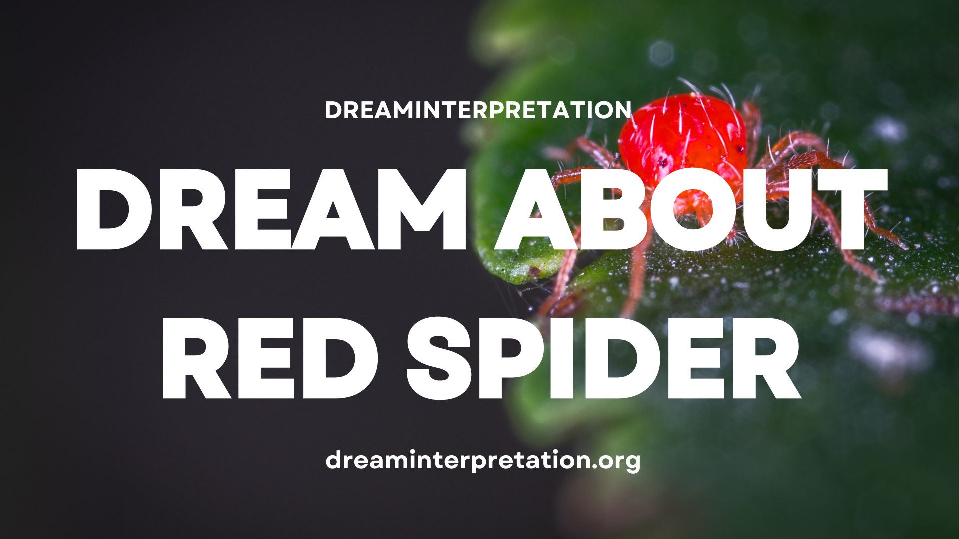 Dream about Red Spider (Interpretation & Spiritual Meaning)